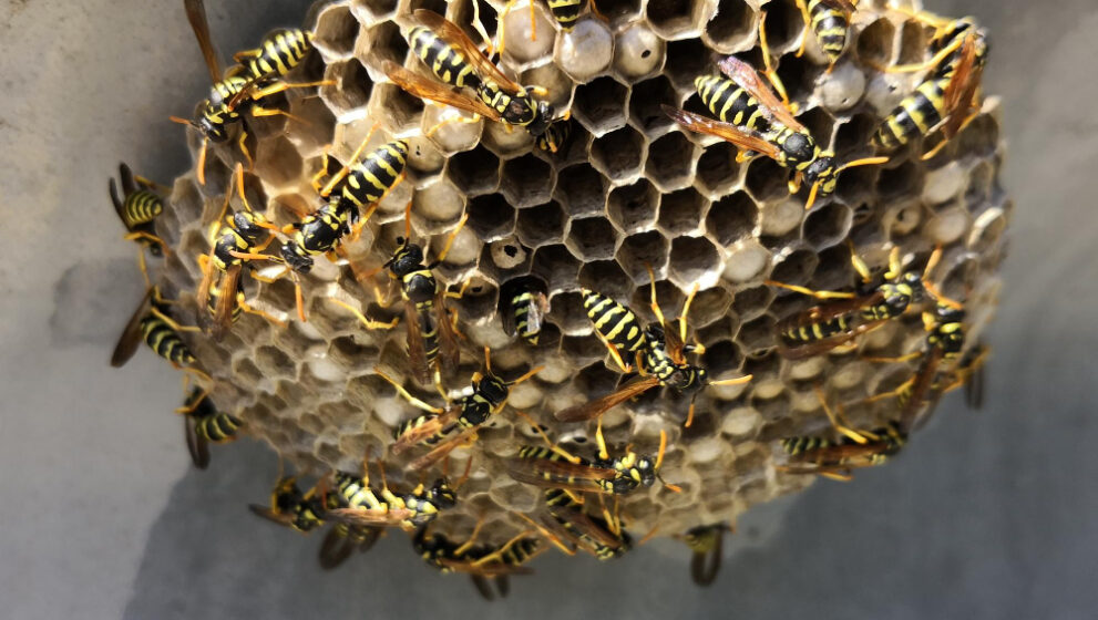 Spotting​‍​‌‍​‍‌​‍​‌‍​‍‌ Hidden Bee Hives in Your La Quinta Home